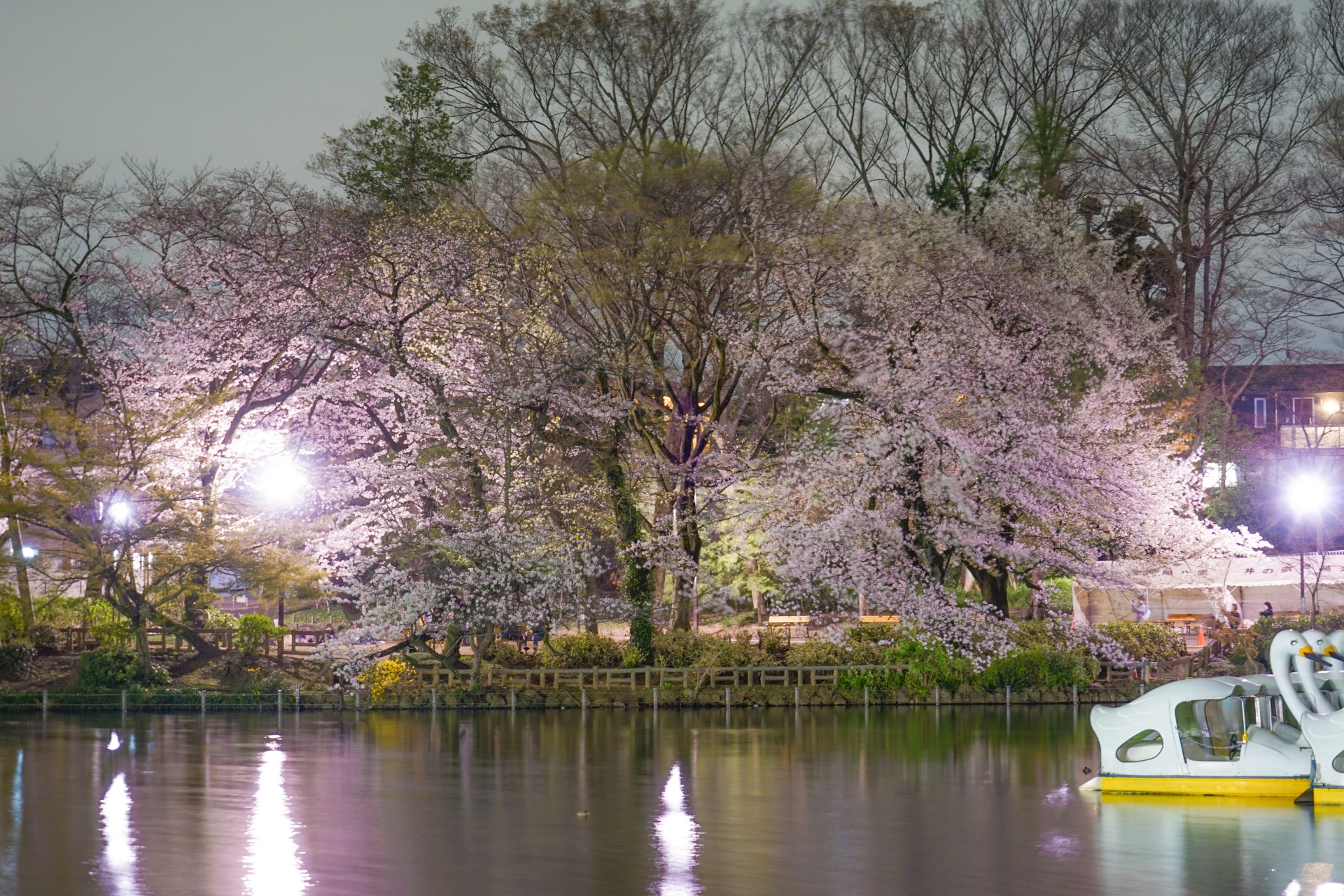 井の頭公園